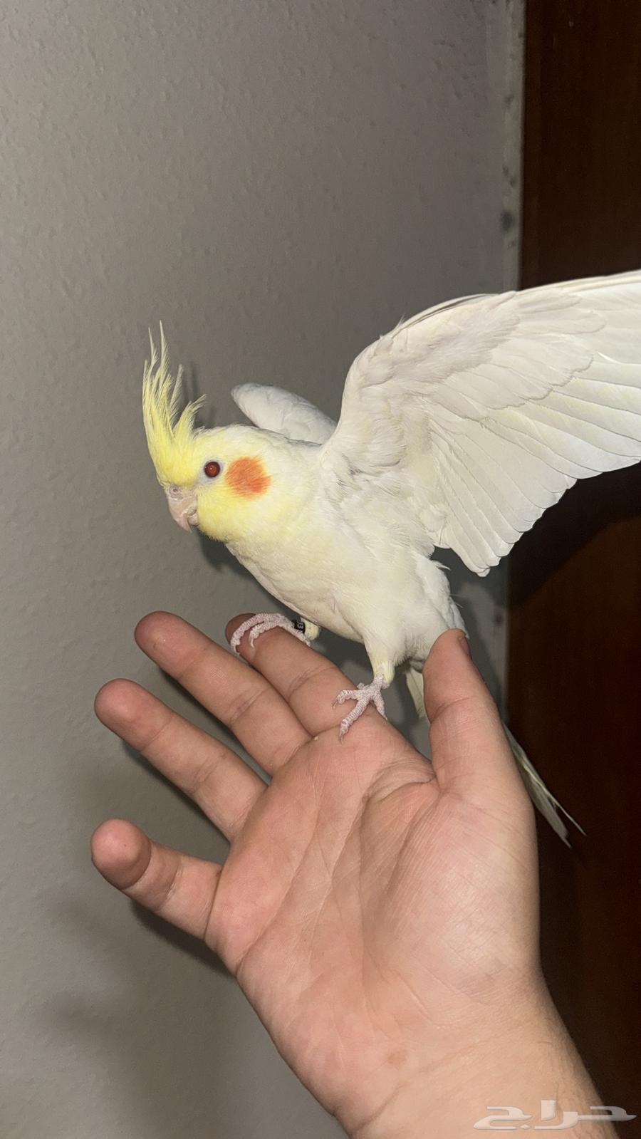 كروان ذكر اليف متكلم64591767803139113