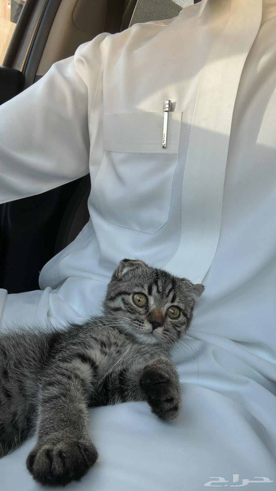 قطوة سكوتش فولد للبيع64448169383553111