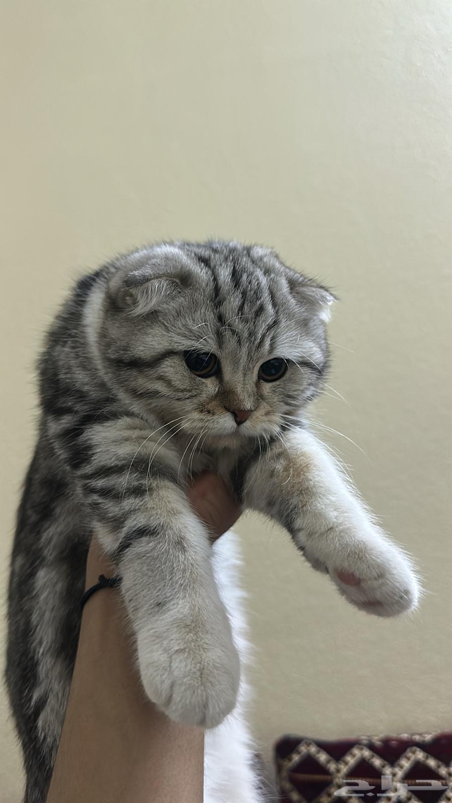 Two kittens for sale, 4 months old each64589413495939111