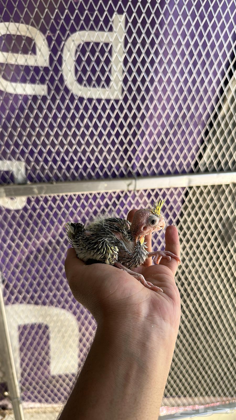 فروخ كروان64591526333954112