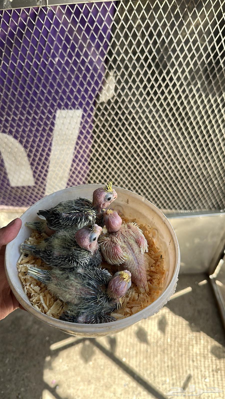 فروخ كروان64591526333954111