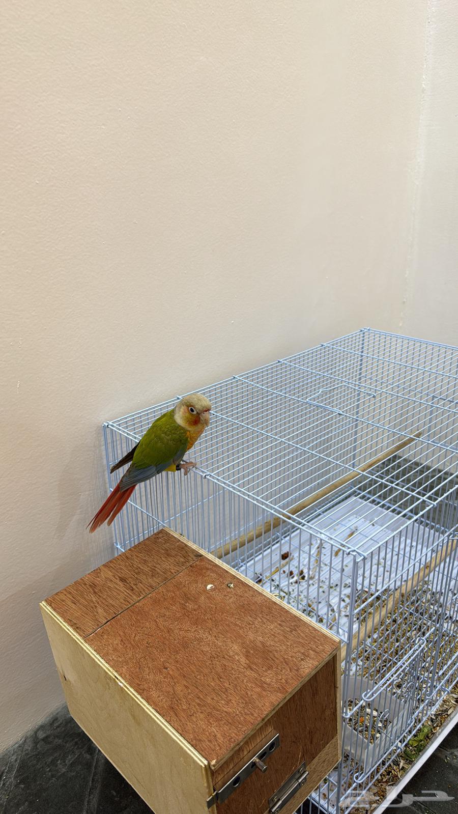 طائر كنيور اناناس للبيع64589191387649112