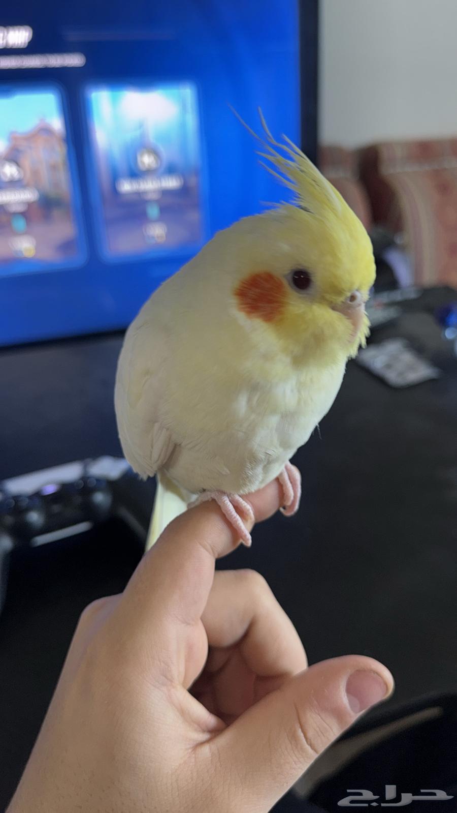 كروان ذكر اليف متكلم64591767803139110