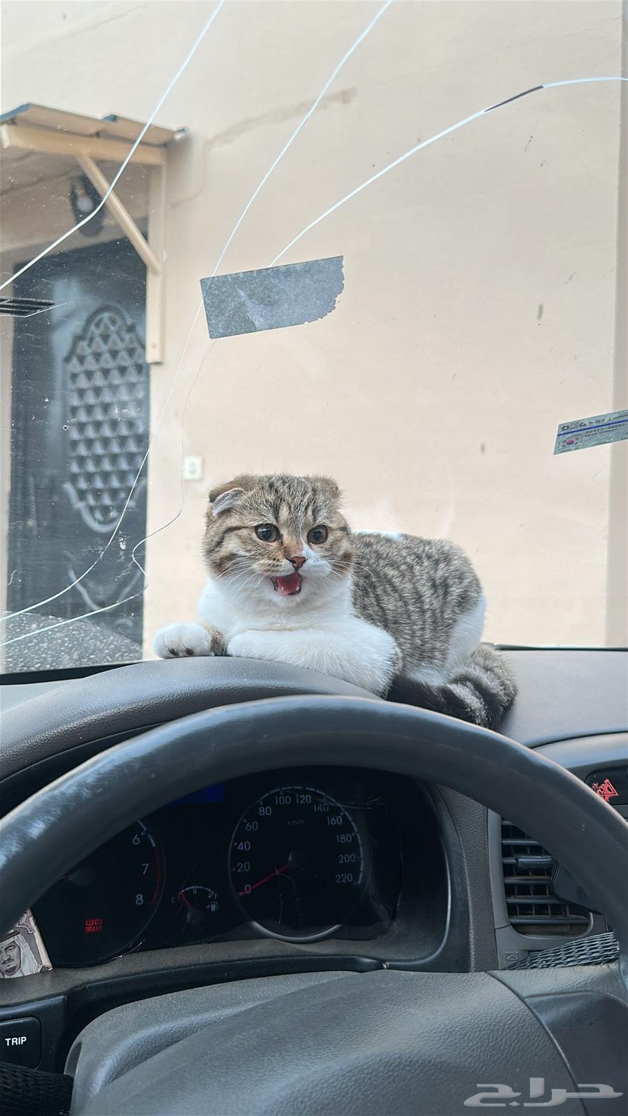 Two kittens for sale, 4 months old each64589413495939113