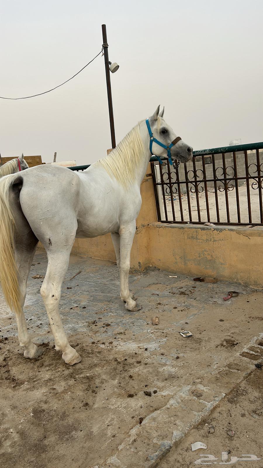 حصان شعبي64592165782403110