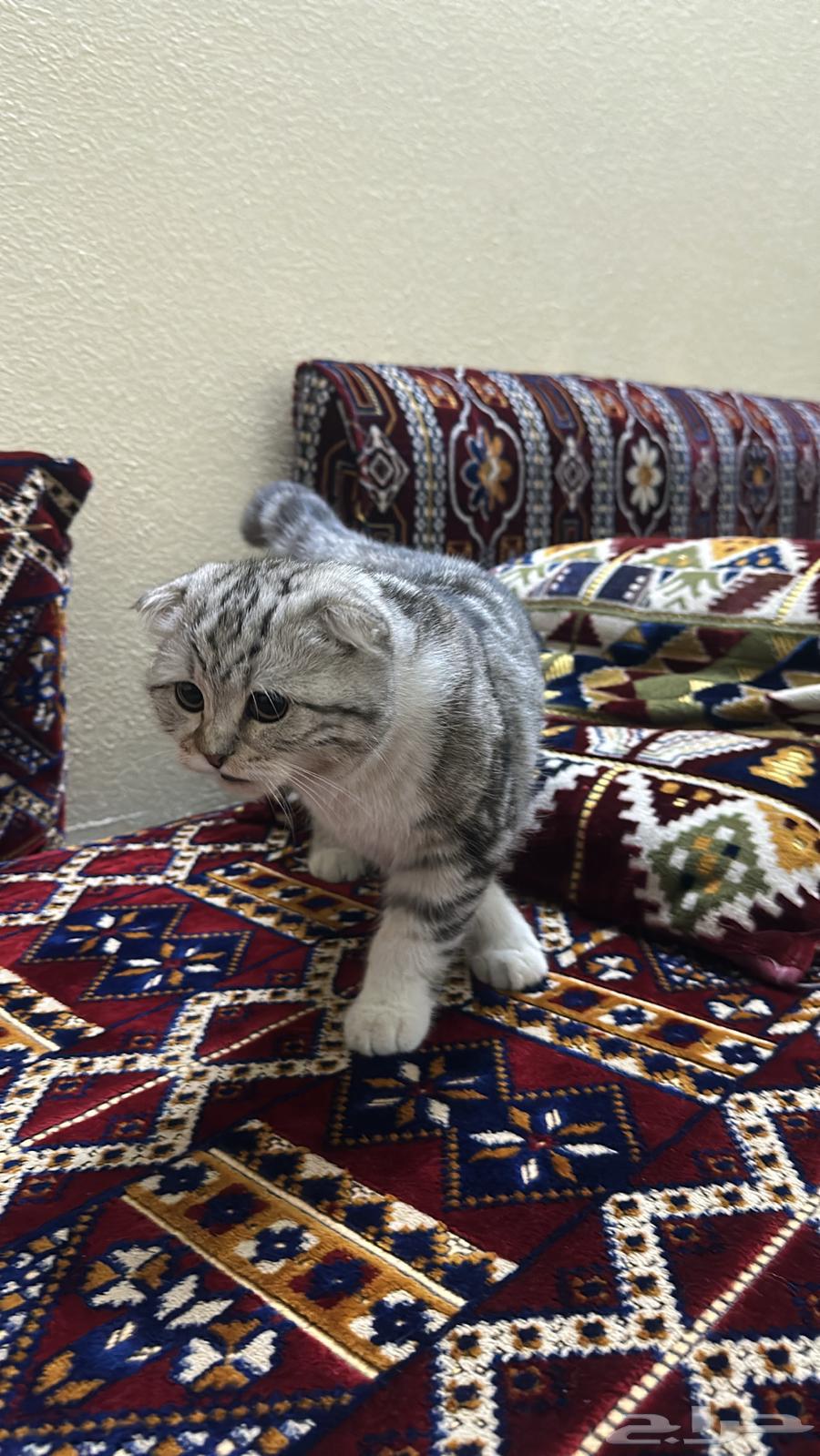 Two kittens for sale, 4 months old each64589413495939110