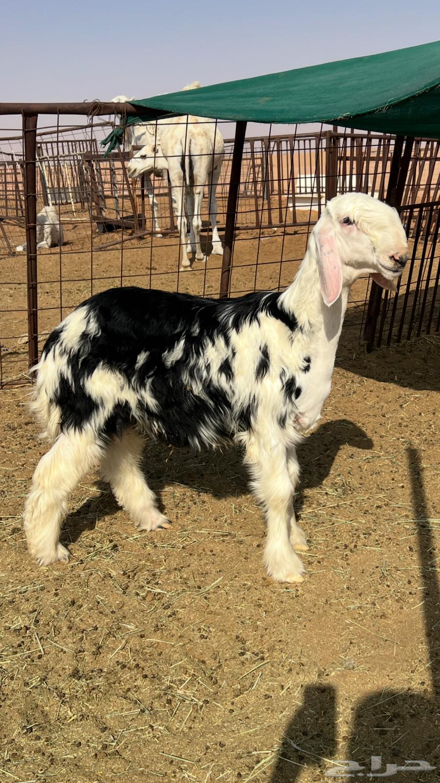 Najdi ram, breeding stud project ((sold outside the site))64522964117890110
