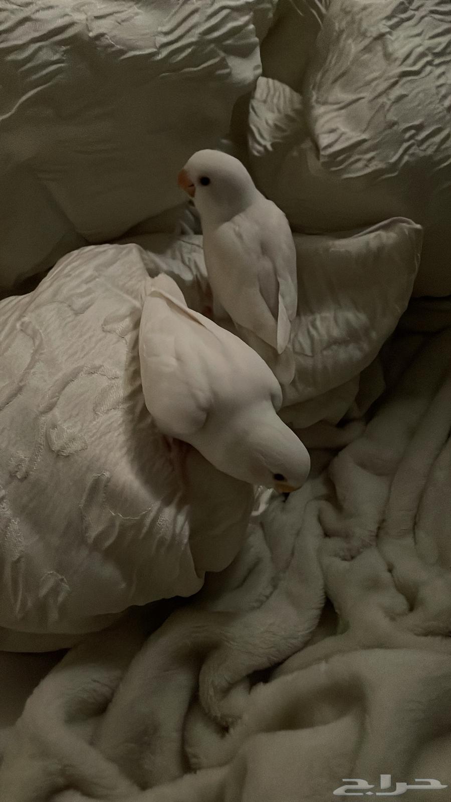 Bird of the Day64591562440705112