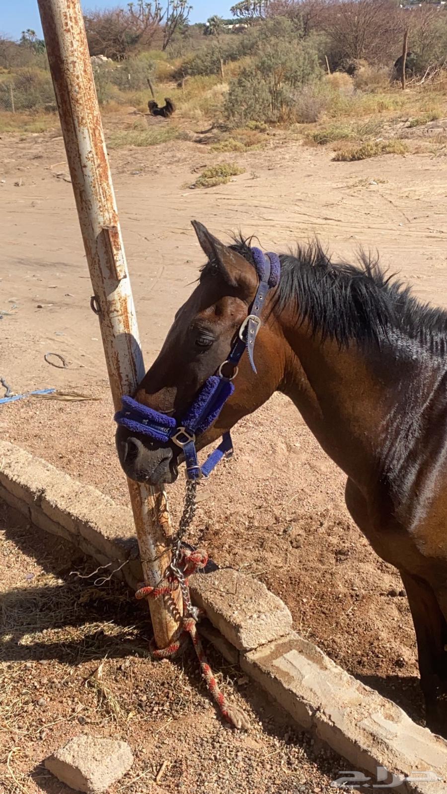 مهر انقليزي64594148905731114