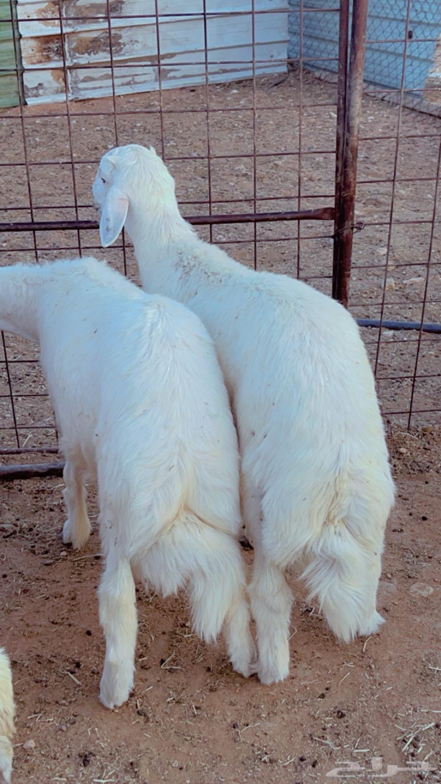 طليان حري جذعان فل شحم يوجد عرض وشامل الذبح التقطيع التوصيل64588868671873112