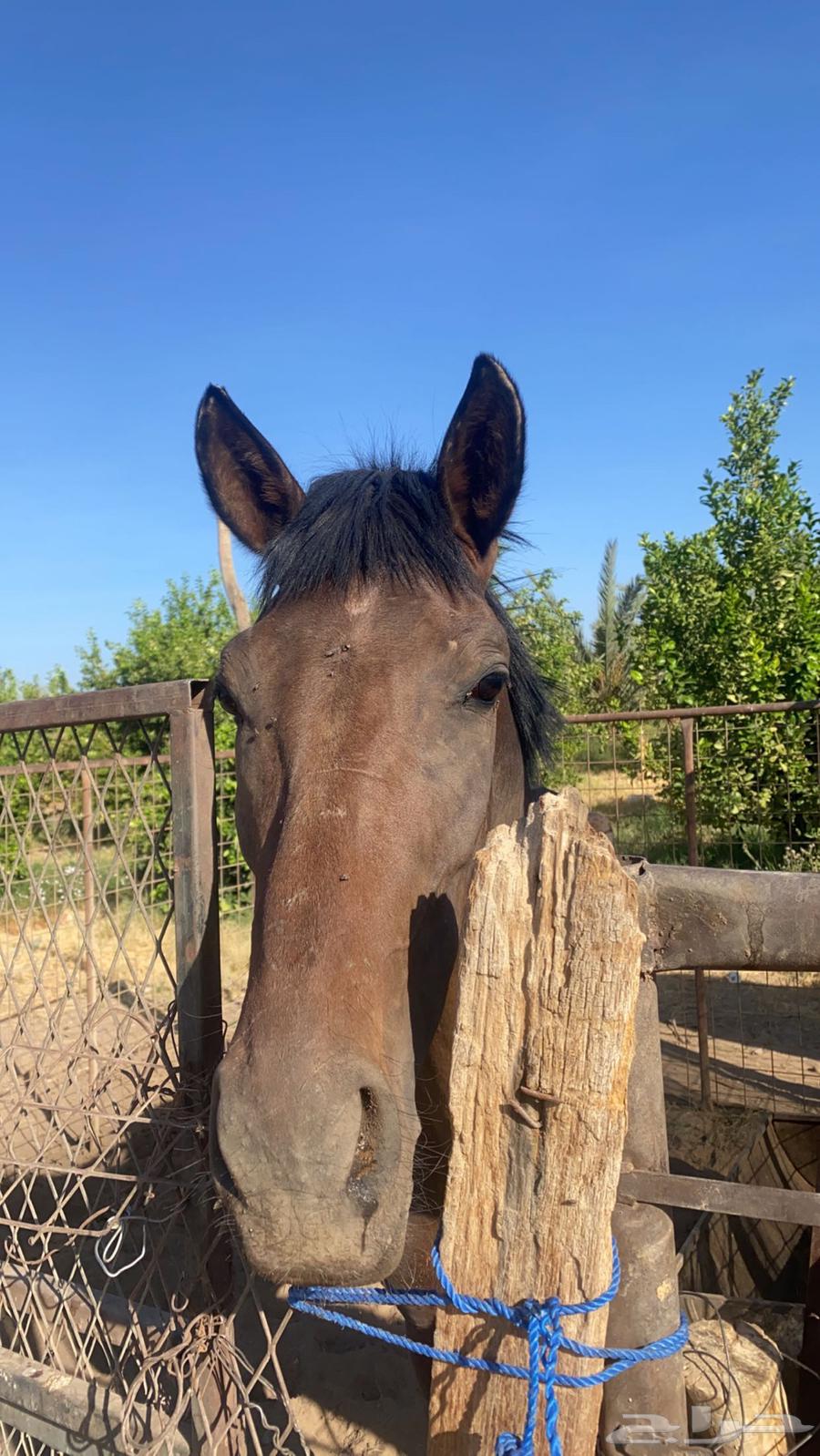 مهر انقليزي64594148905731113