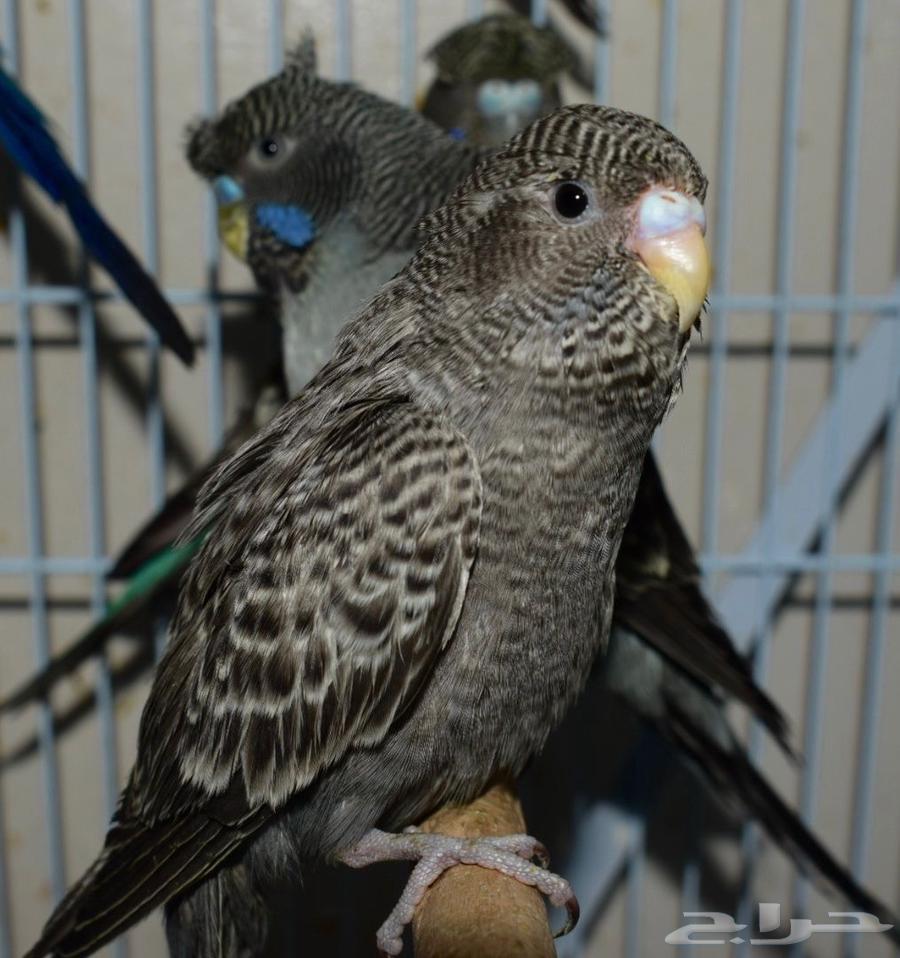 ازواج بادجي دبل بلاك و بلاك فيس تم البيع64590274877955114