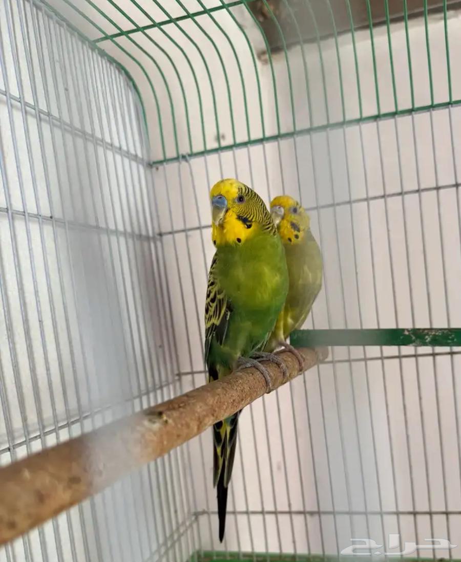 زوج بادجي64591997448834110