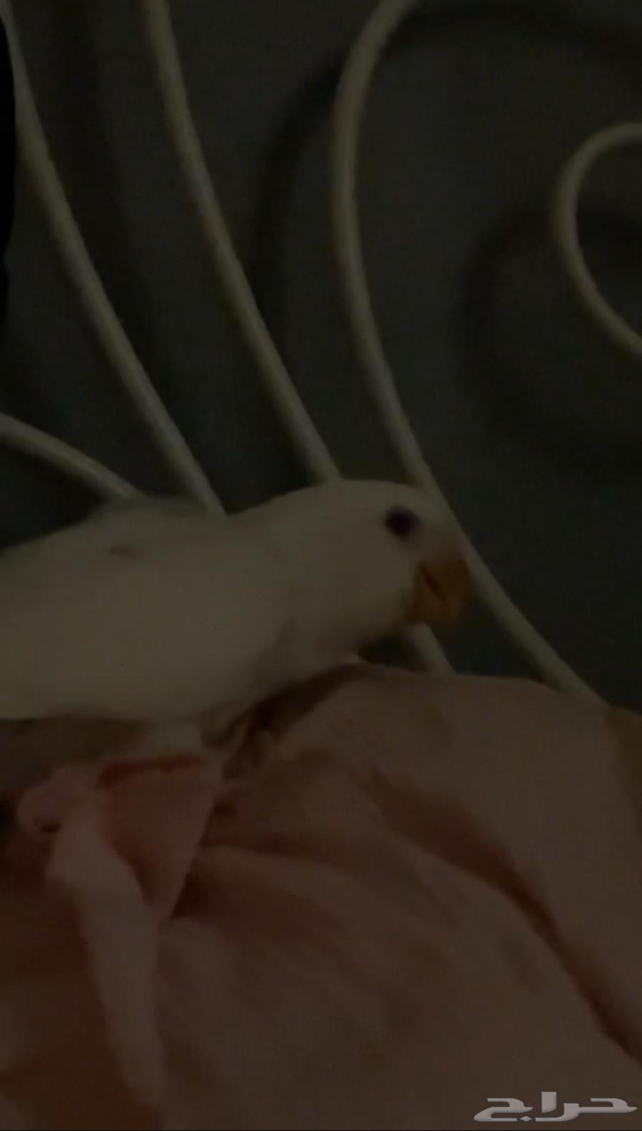 Bird of the Day64591562440705113