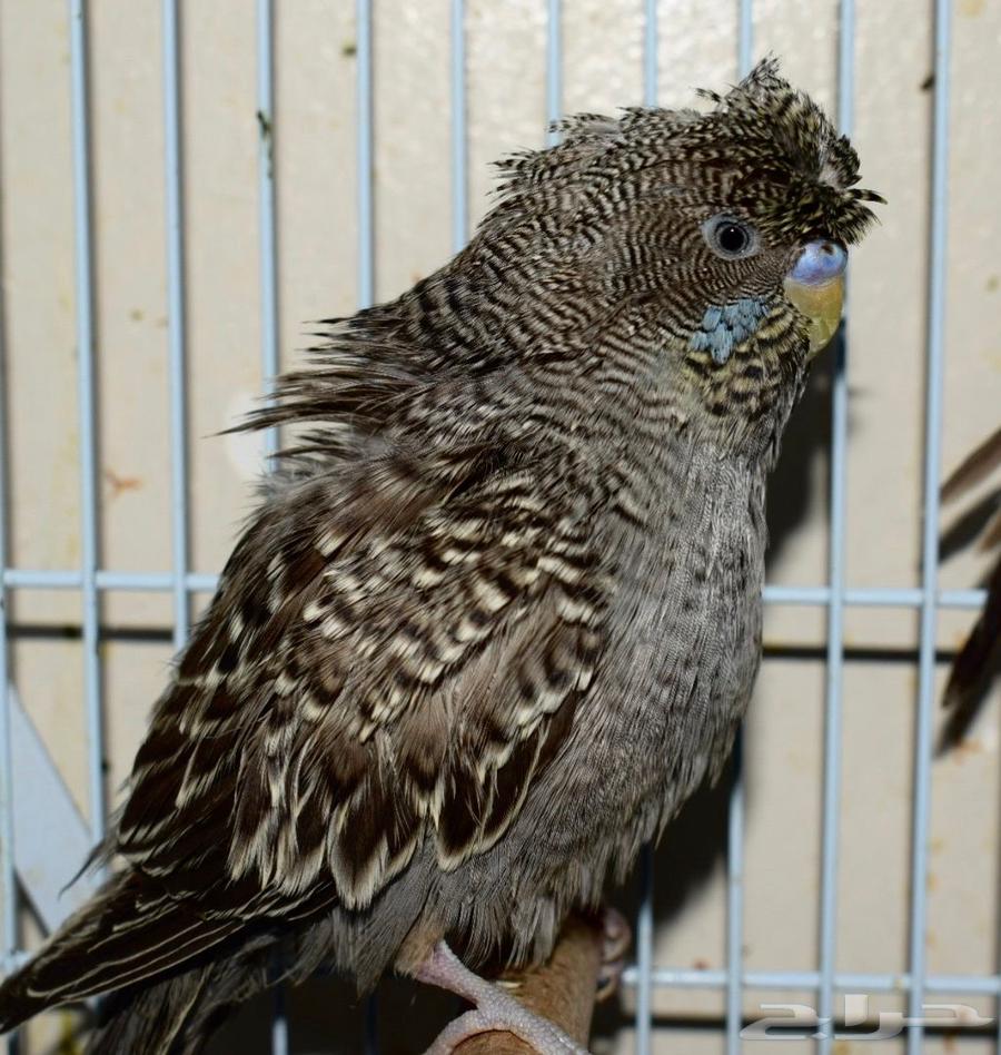 ازواج بادجي دبل بلاك و بلاك فيس تم البيع64590274877955113