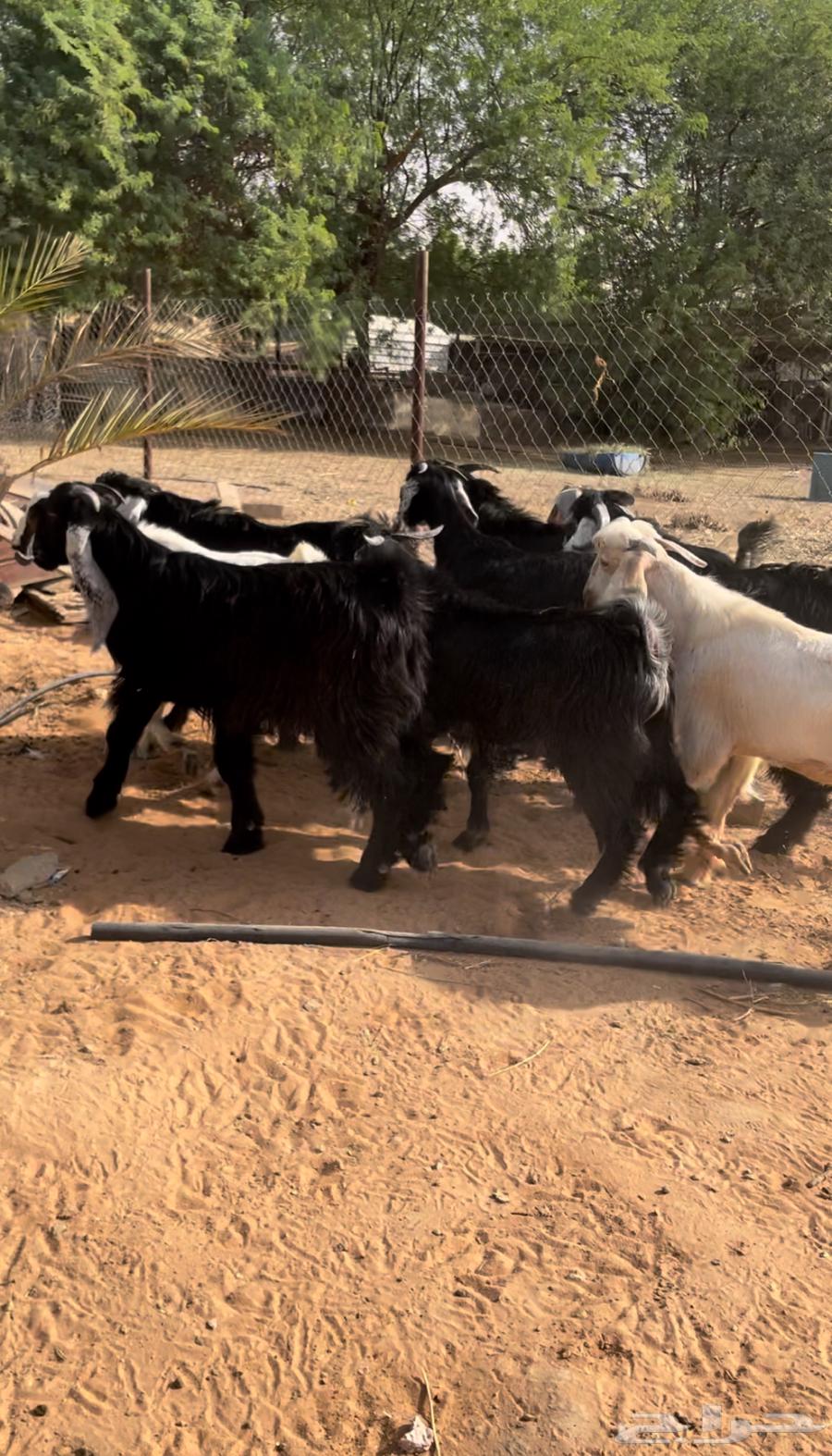 تيوس عوارض طيبات64590039688067114