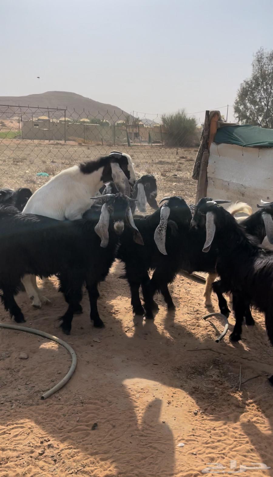 تيوس عوارض طيبات64590039688067111