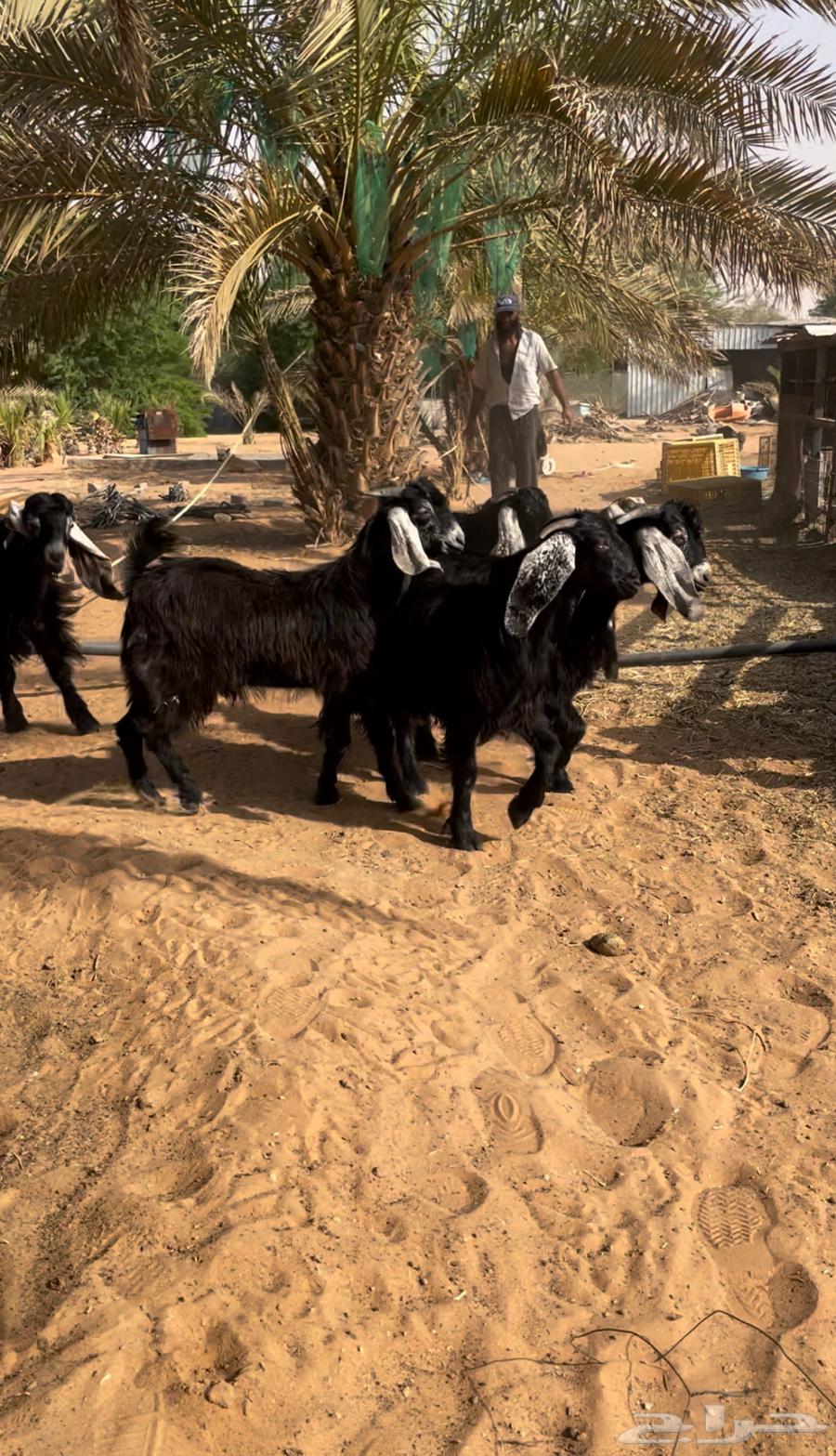 تيوس عوارض طيبات64590039688067110