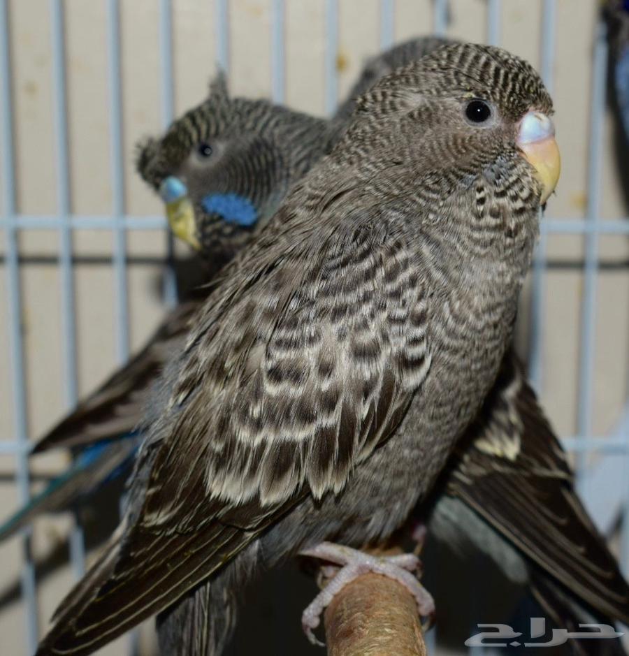 ازواج بادجي دبل بلاك و بلاك فيس تم البيع64590274877955111