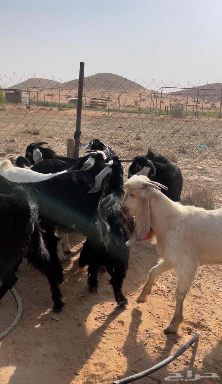 تيوس عوارض طيبات64590039688067113