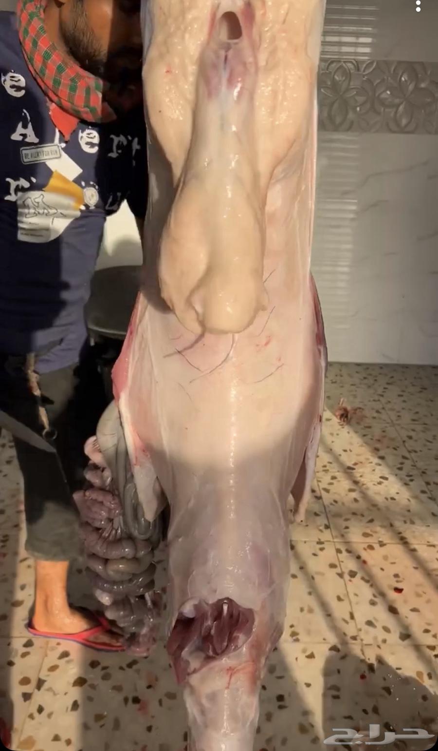 طليان ذبائح حري مع الذبح والتوصيل فالشرائع64593814462979110