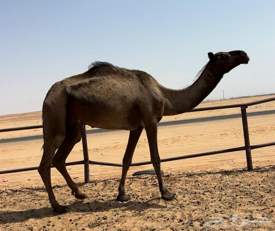 عشرا بكره بكر64589878942977110