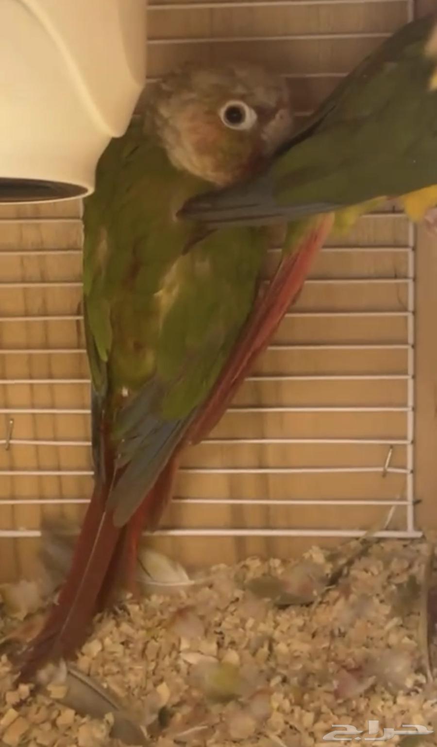 Diverse, productive, and distinctive Kenyor pairs (single - bulk)64548322904577112