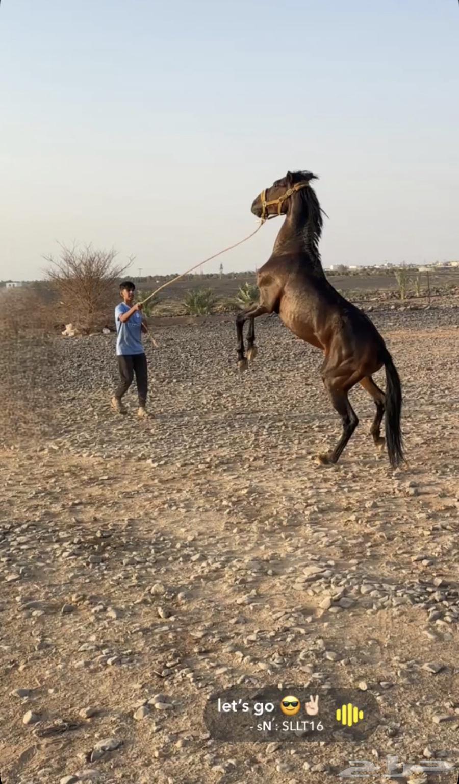 مهر انقليزي64594148905731110