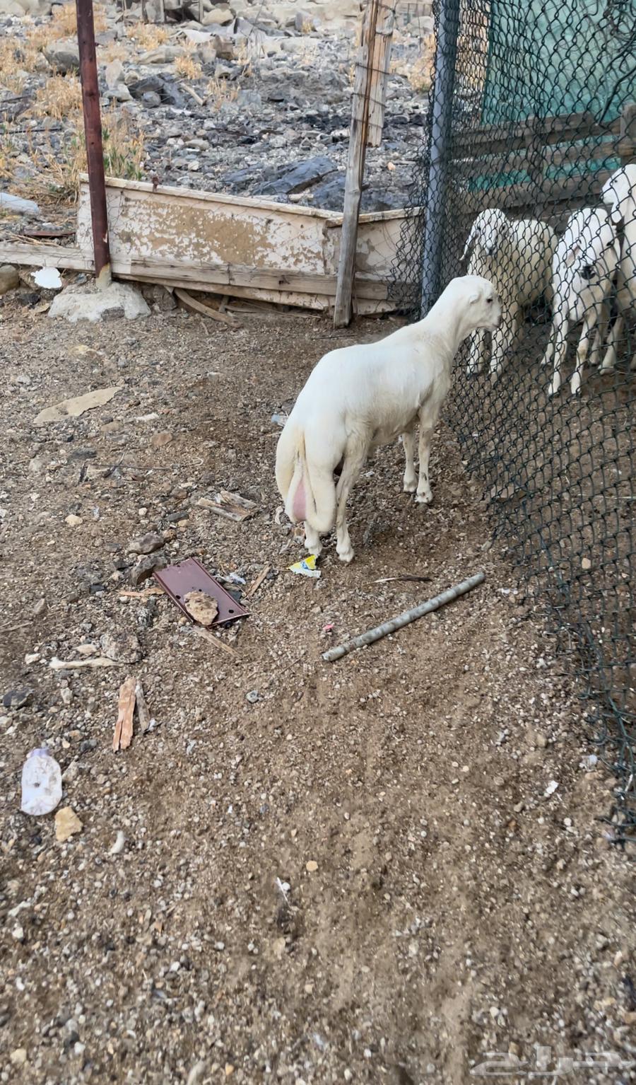 طلي رفيدي تيلد عندي مقفل شحم عمره 3 شهور ونص64590643297794112