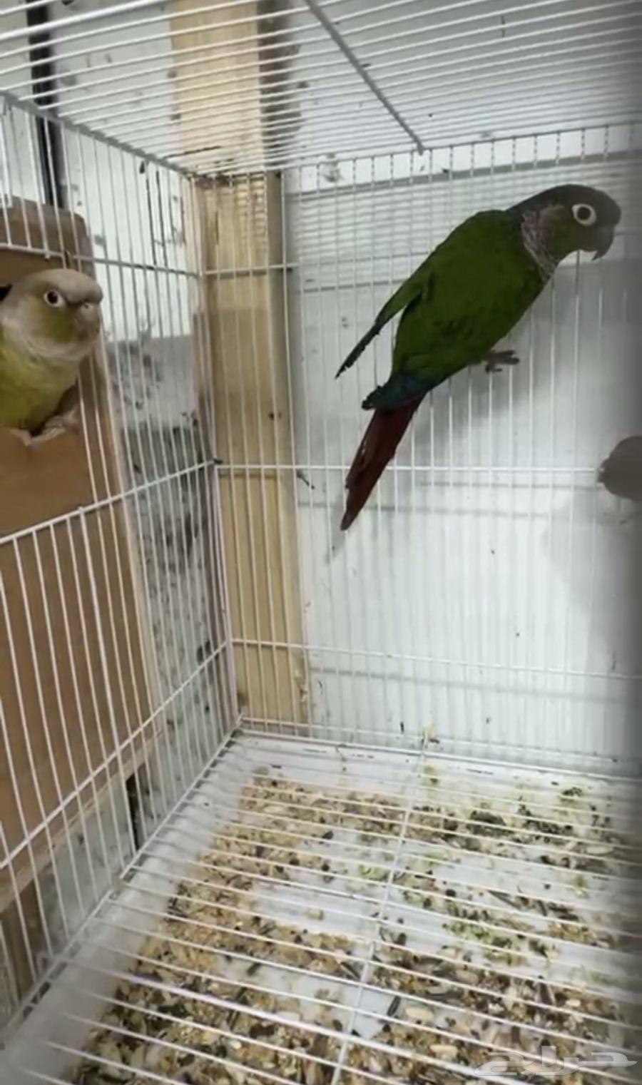 Diverse, productive, and distinctive Kenyor pairs (single - bulk)64548322904577114