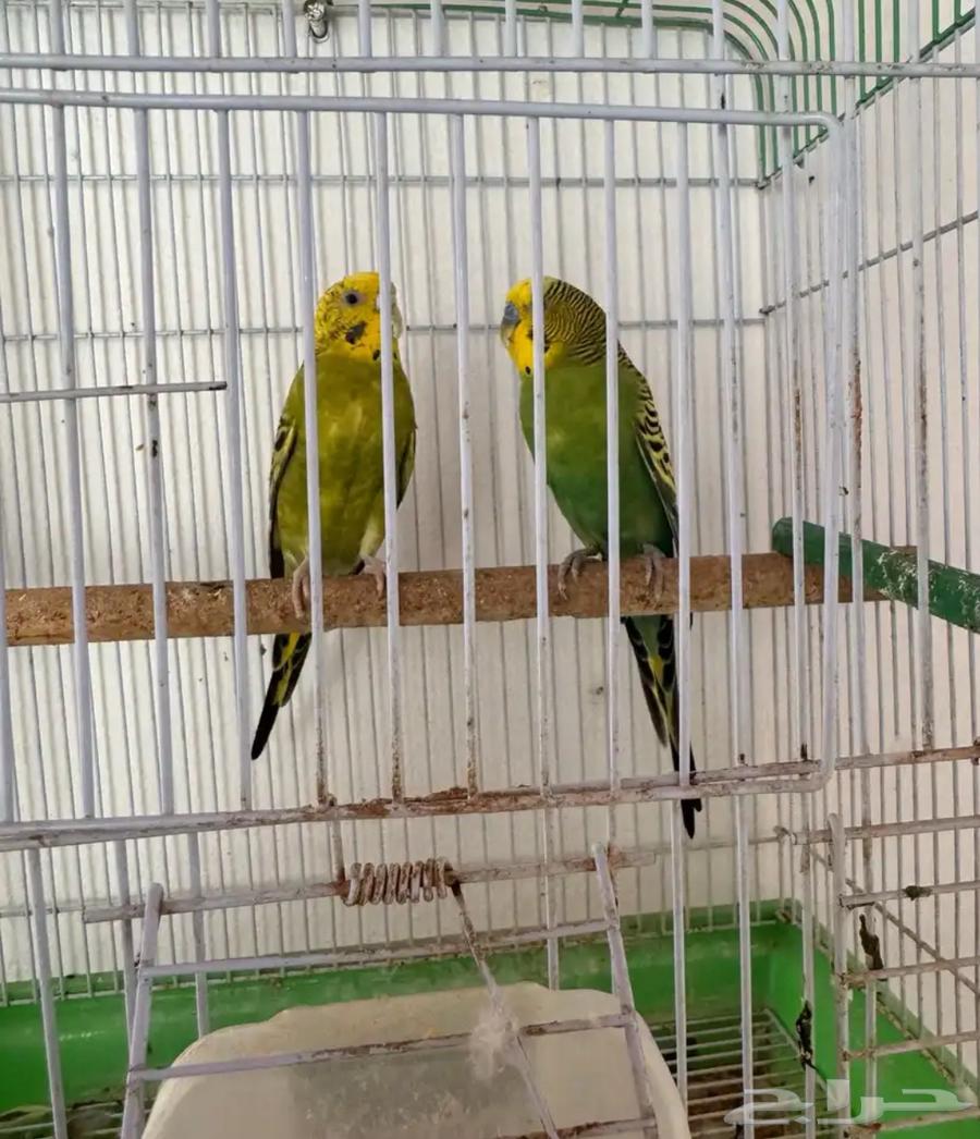 زوج بادجي64591997448834114