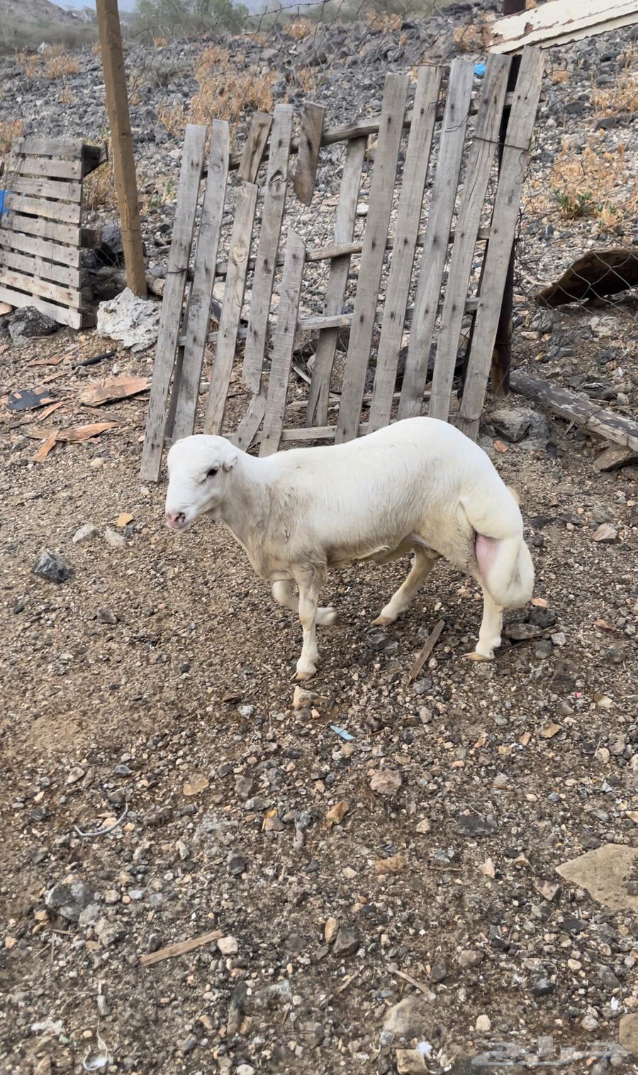 طلي رفيدي تيلد عندي مقفل شحم عمره 3 شهور ونص64590643297794111