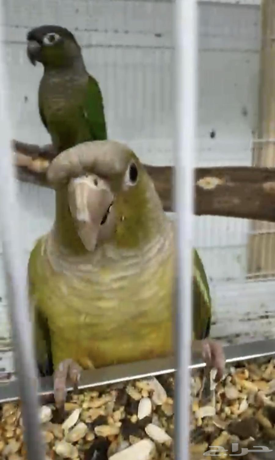 Diverse, productive, and distinctive Kenyor pairs (single - bulk)64548322904577113