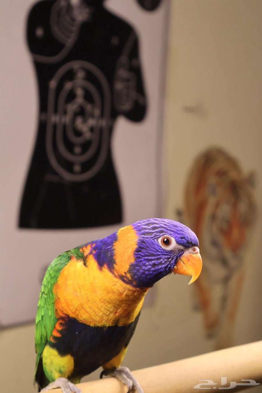 تم البيع تم البيع64592938730499112