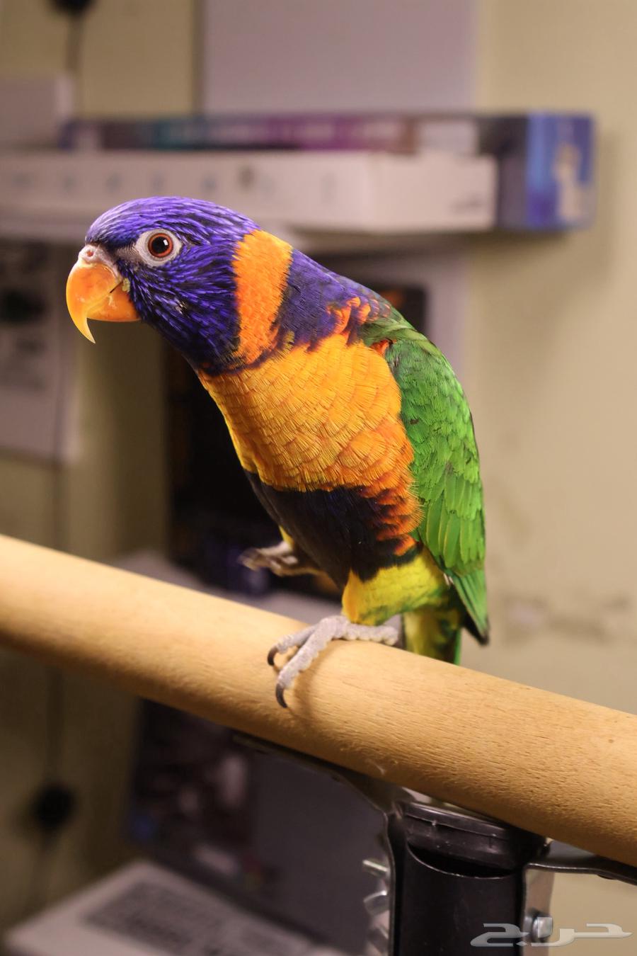 تم البيع تم البيع64592938730499111