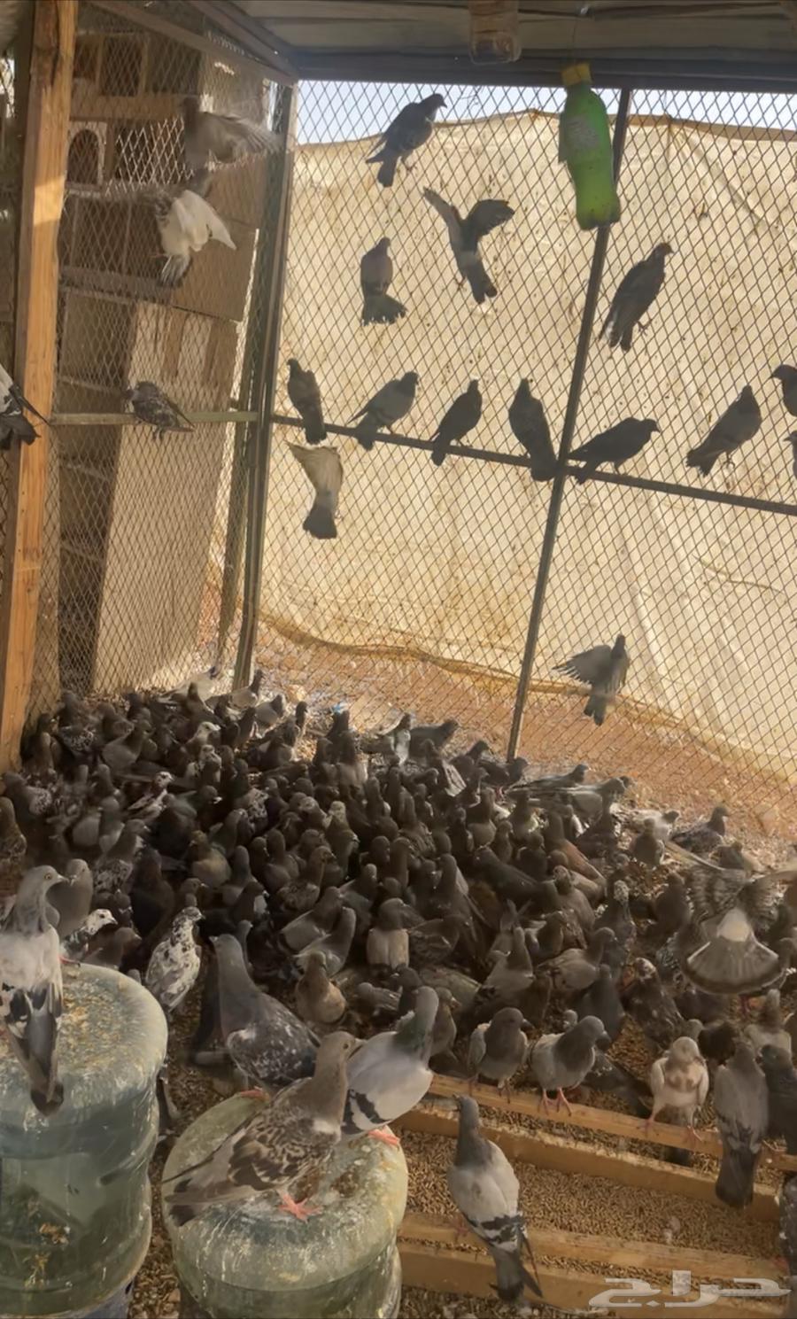 حمام سوادي64593167480451110