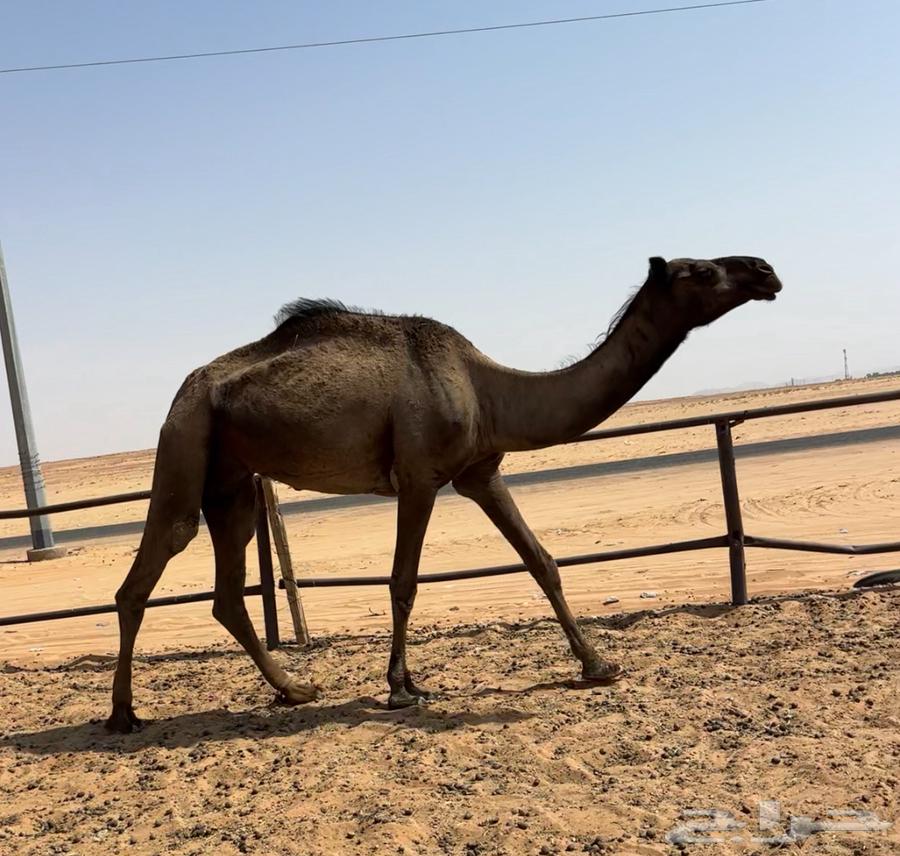 عشرا بكره بكر64589878942977112