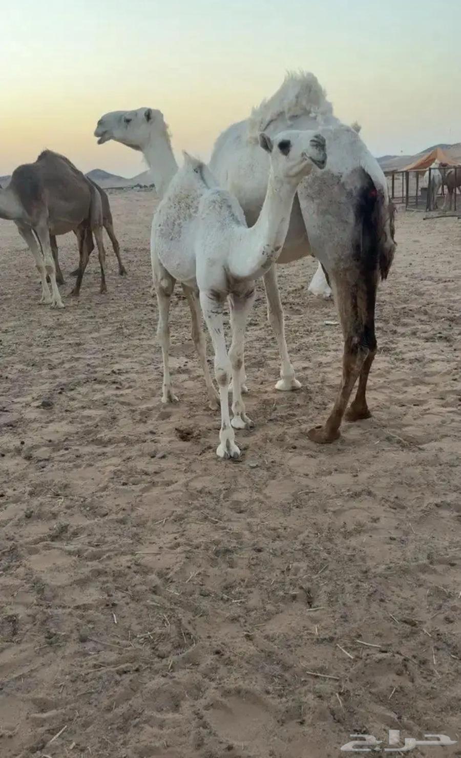 بكره للبيع64588743885825111