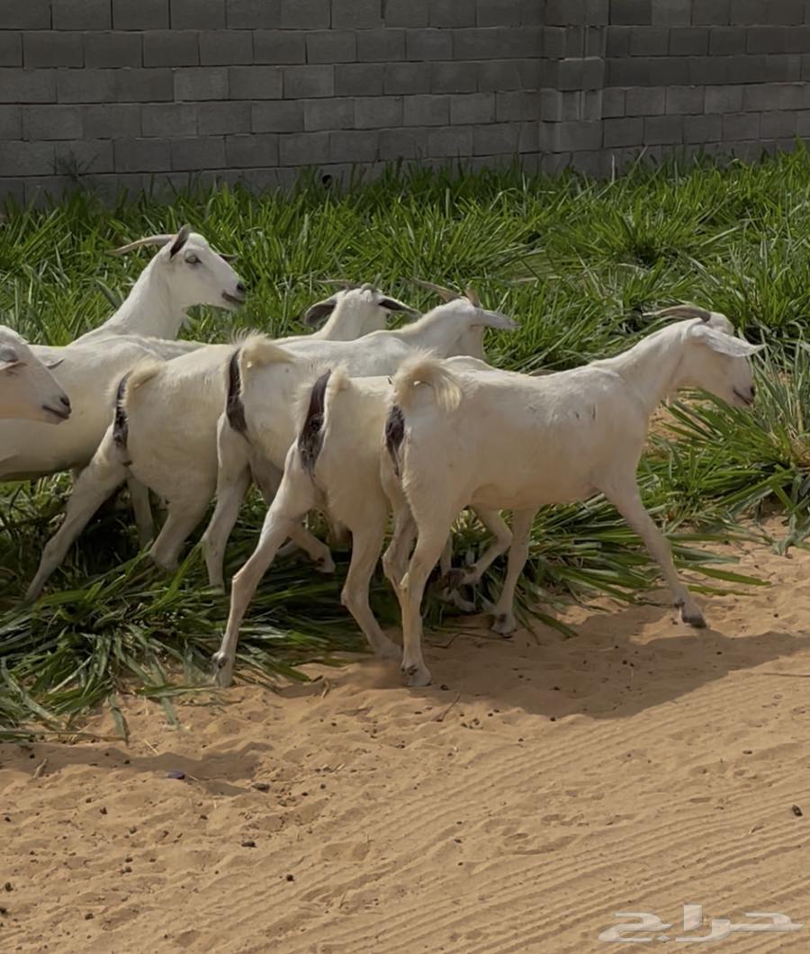 معزا بيشيه فاخره دفيع64591406881281112