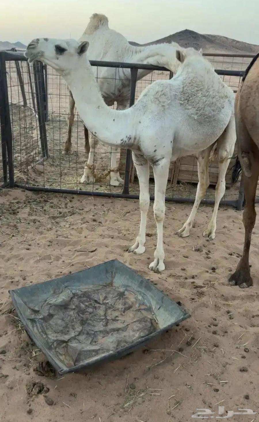 بكره للبيع64588743885825110