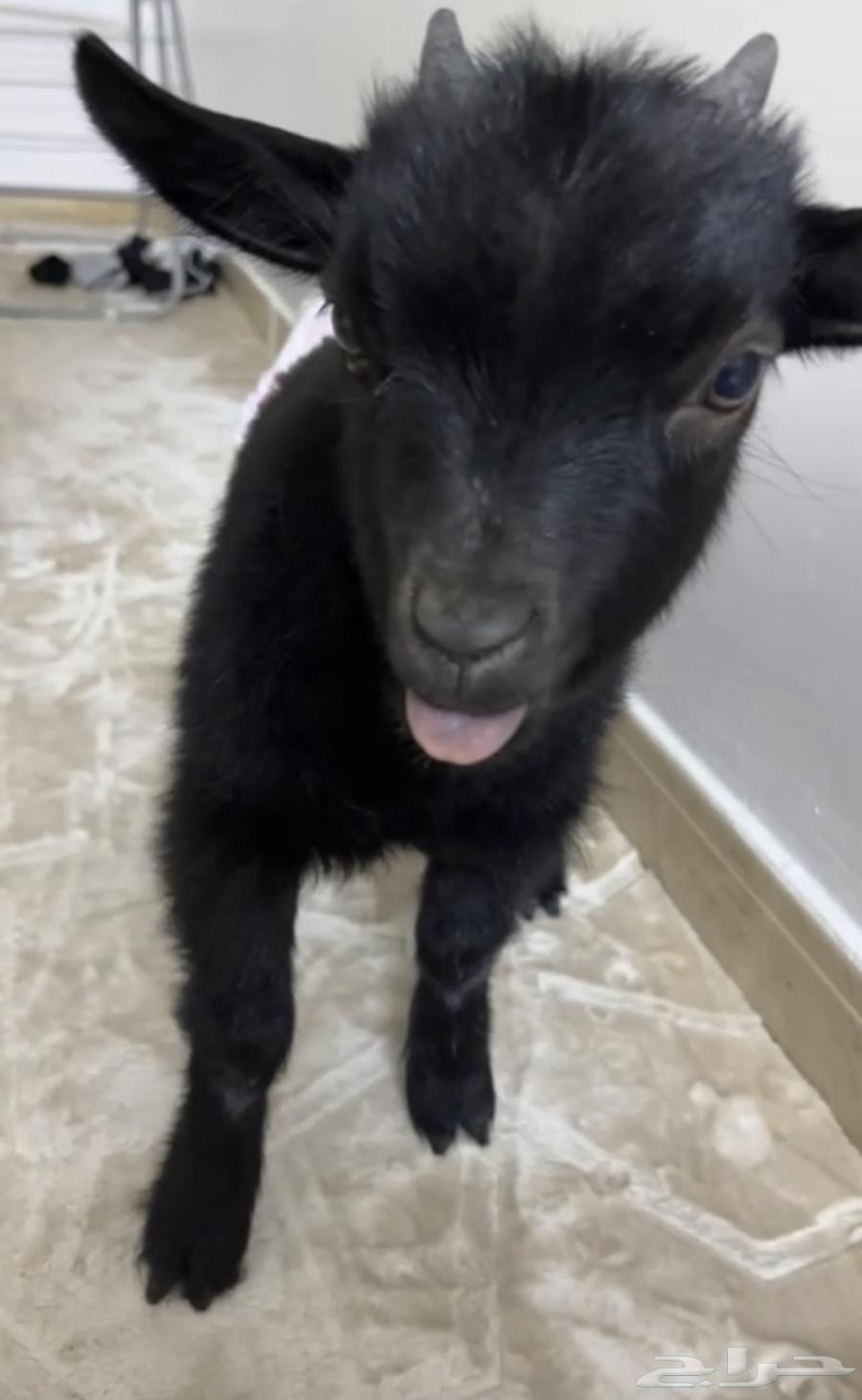 تيس قزم للبيع   سيم 75064590886318467111