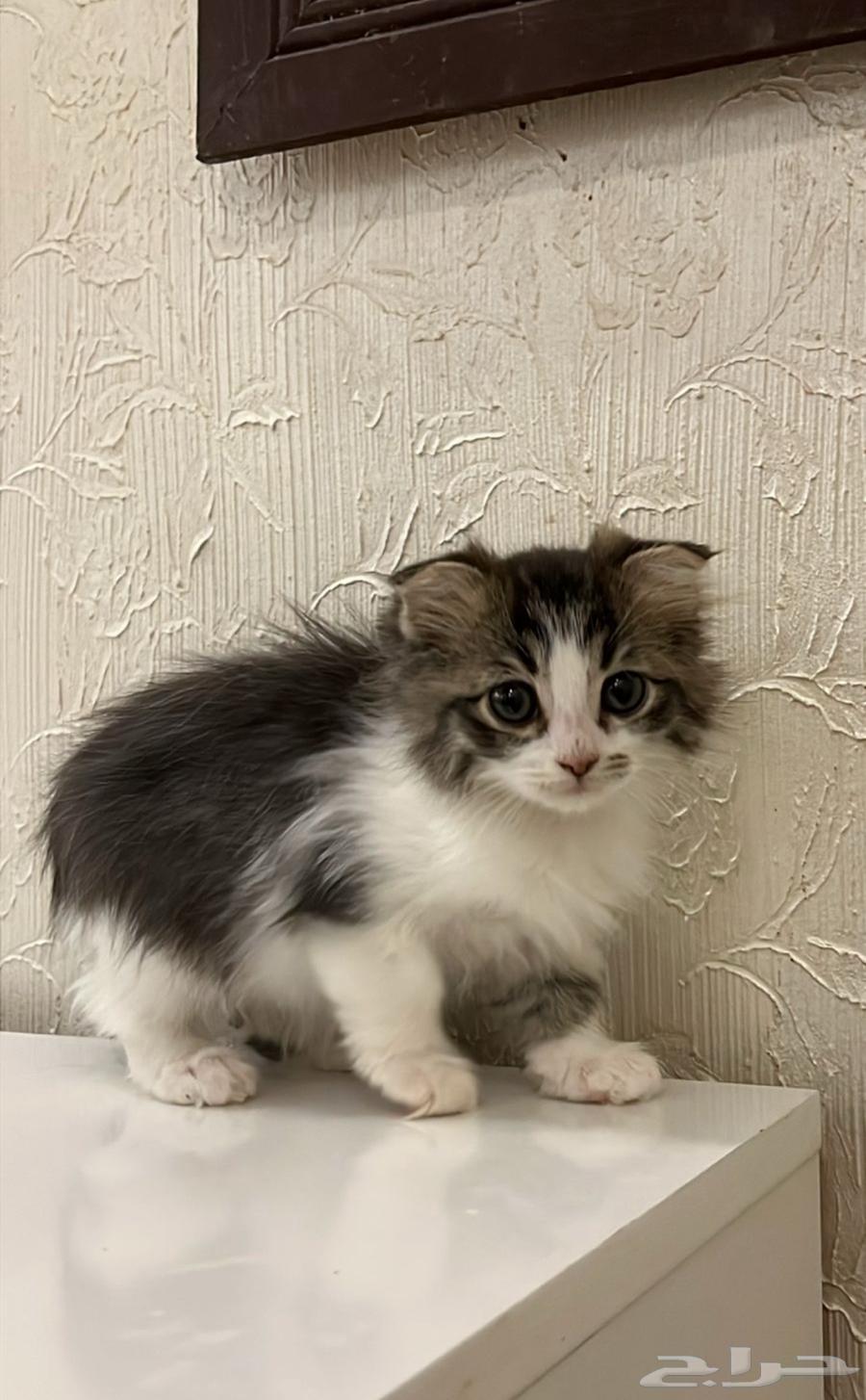 انثى سكوتش كتن للبيع64588768975747111