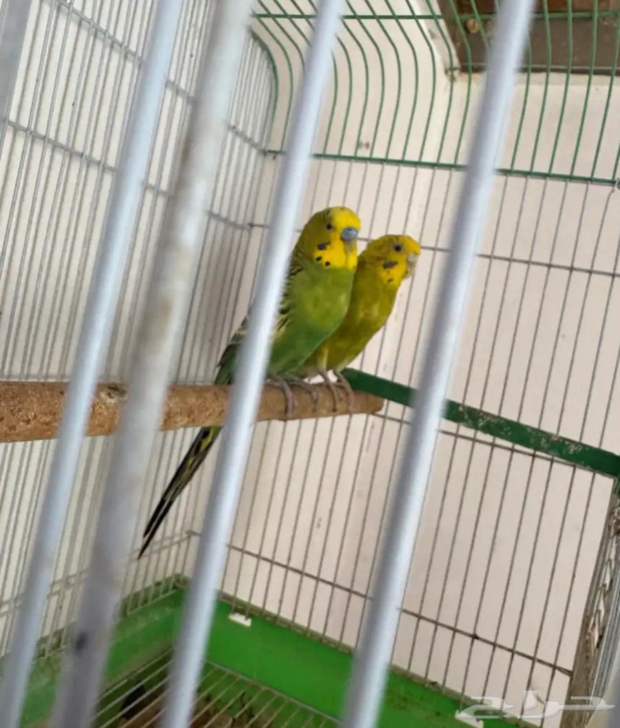 زوج بادجي64591997448834112