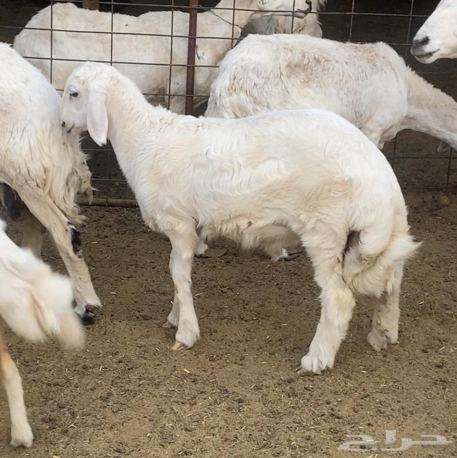 طلي للبيع64592250181251110