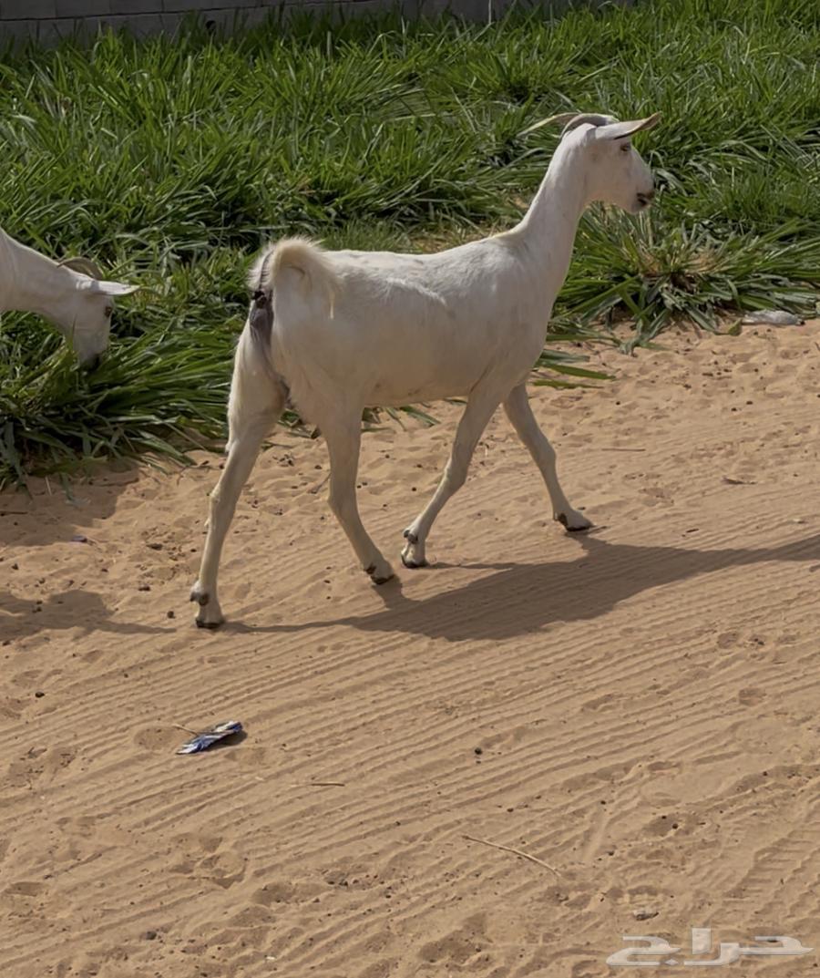 معزا بيشيه فاخره دفيع64591406881281110