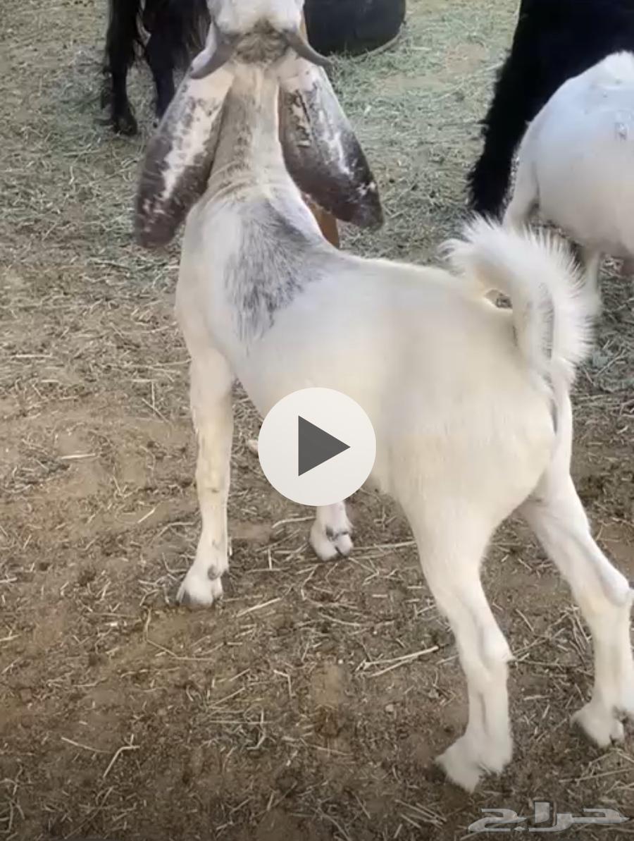 تيس مخصي للبيع64596017900929110