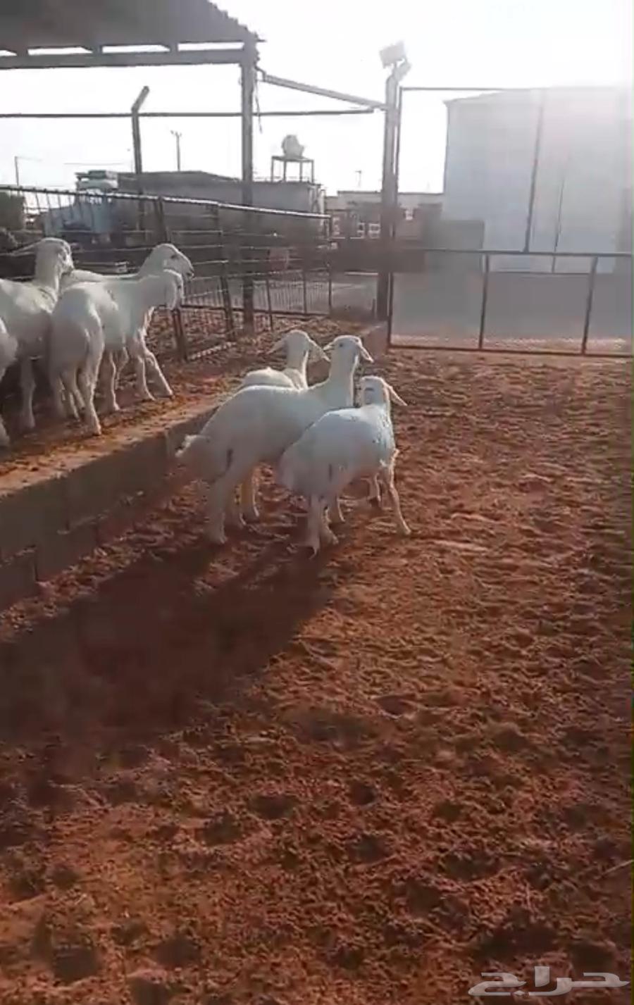 تم البيع   العدد 6 العمر 3 شهور نص اربعه مغلق شحم كلش خروف64594663954562110