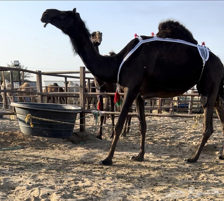 عشراء ضروبه مجهم64593632344962110