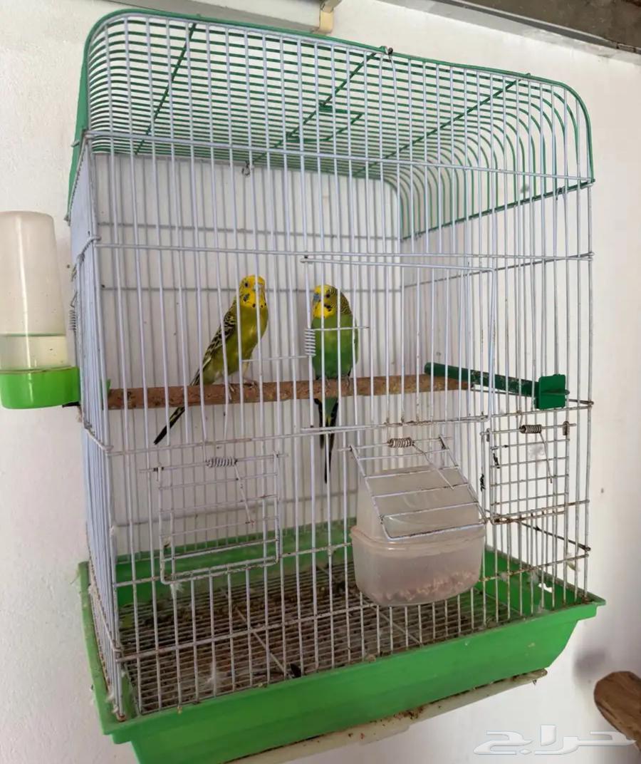 زوج بادجي64591997448834113