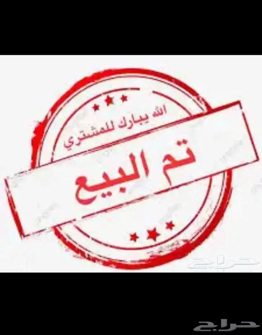 طيور زيبرا للبيع64579019291777110